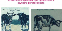 Бруцеллез — это опасно! - Советский район