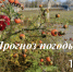 Прогноз погоды - Советский район