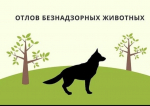 На территории Советского муниципального района будет осуществляться отлов животных без владельцев