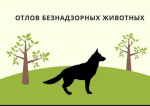 На территории р.п. Степное будет осуществляться отлов животных без владельцев (собак)